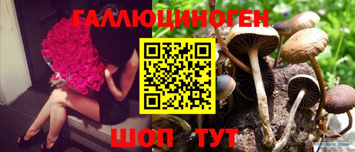 где купить наркоту  Галлюциногенные грибы Magic Shrooms  Алейск  Галлюциногенные грибы мицелий 